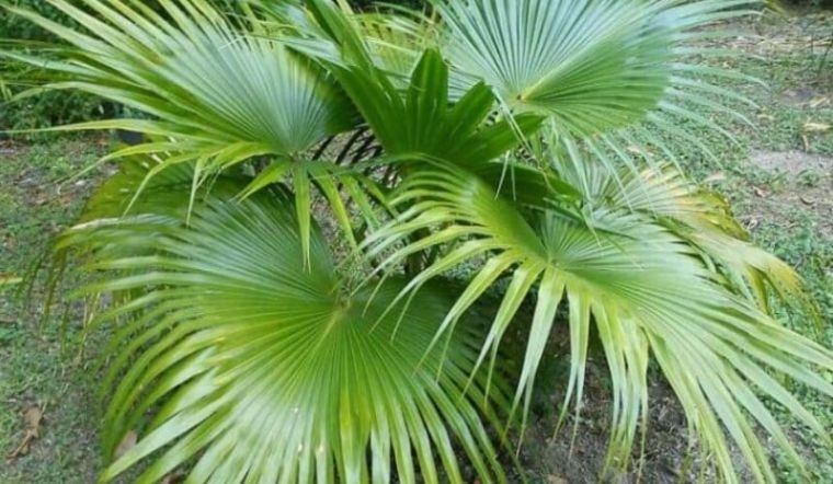 Trồng cây cọ trong vườn nhà thể hiện mong muốn công việc làm ăn ngày thêm hưng thịnh, phát triển trong kinh doanh. Ảnh: Internet