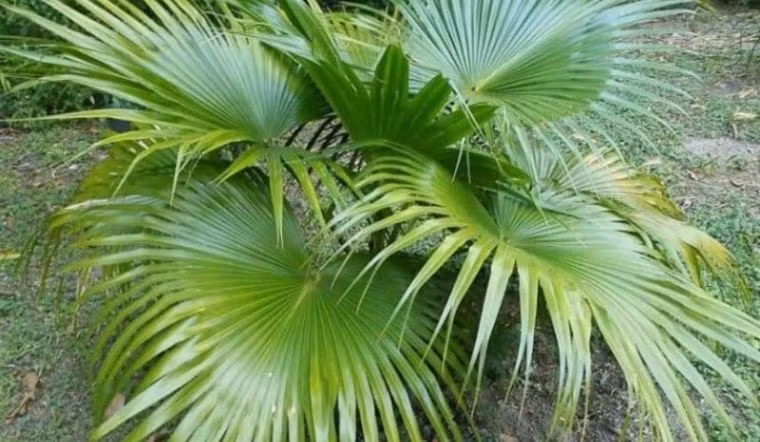 Trồng cây cọ trong vườn nhà thể hiện mong muốn công việc làm ăn ngày thêm hưng thịnh, phát triển trong kinh doanh. Ảnh: Internet