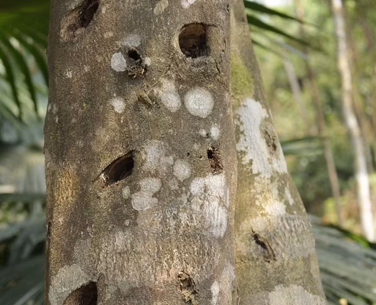 Khác với gỗ thông thường, trầm hương là kết quả của một quá trình tự nhiên kỳ diệu khi cây bị tổn thương và cơ thể cây tiết ra nhựa để tự chữa lành. Ảnh: Tramhuongthientam