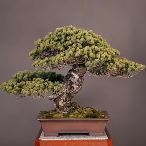 Tác phẩm bonsia hiện được lưu giữ tại Bộ sưu tập Cung điện Hoàng gia Tokyo ở Nhật Bản. Ảnh: Reddit