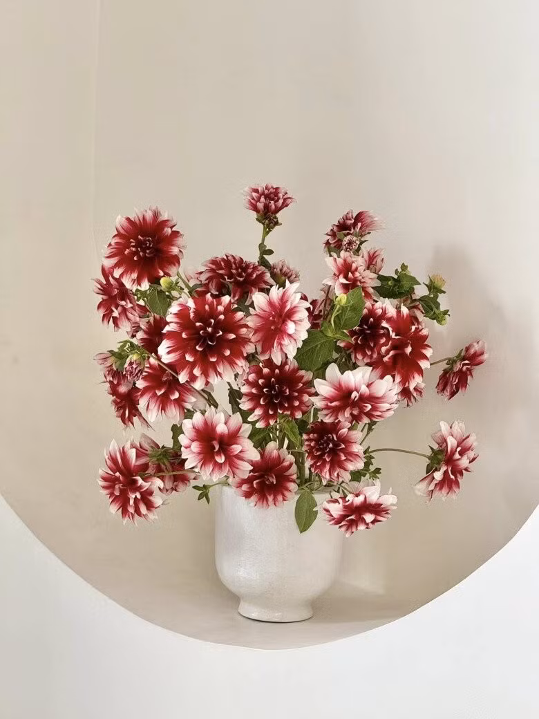 Ngoài cúc họa mi, Vân Trang còn cắm bình thược dược rực rỡ. Ảnh: FBNV