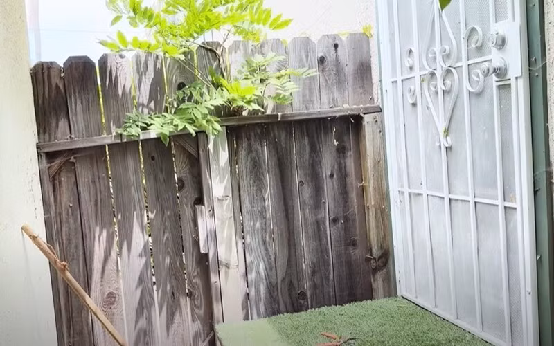 Tại một góc nhỏ trong vườn, một bụi cây mọc ngay trên hàng rào gỗ tạo cảnh quan đẹp tự nhiên mà độc đáo. Ảnh chụp màn hình