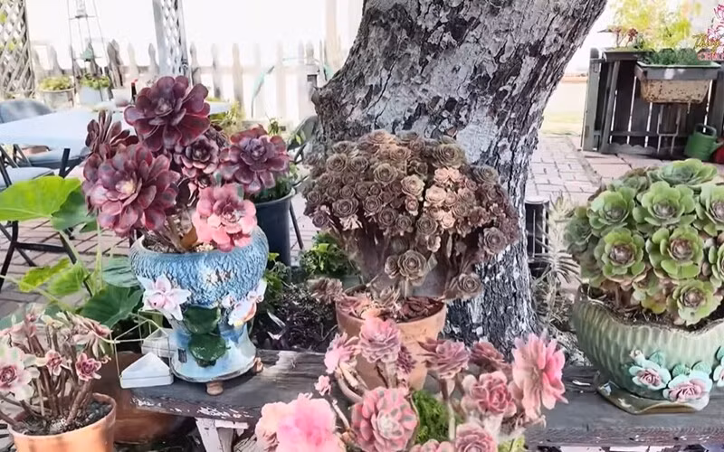 Góc hoa đá tuyệt đẹp. Ảnh chụp màn hình