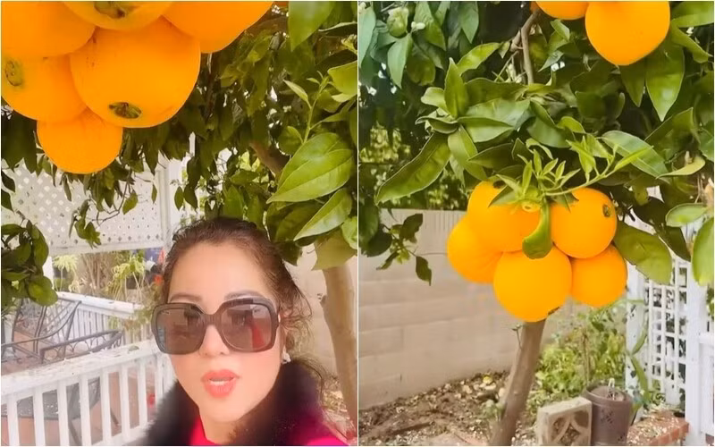 Nữ danh hài khoe cây cam trong vườn cho trái to bự. Ảnh chụp màn hình