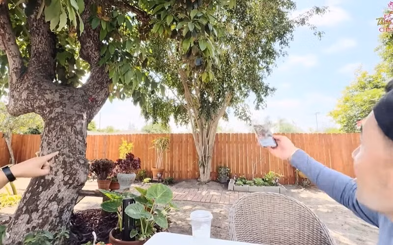 Phía sau vườn rộng rãi, Thúy Nga trồng nhiều loại cây từ cây ăn quả, lấy bóng mát tới hoa đẹp...Ảnh chụp màn hình