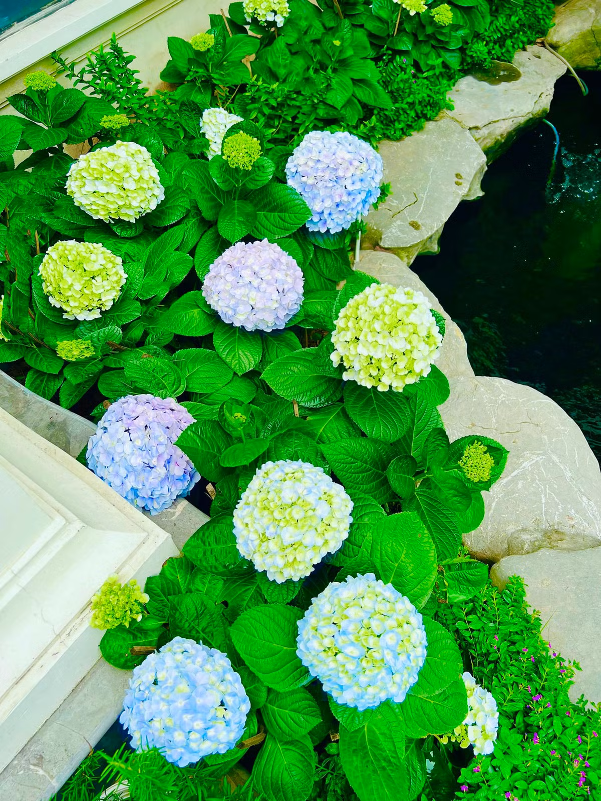 Cẩm tú cầu nở hoa rực rỡ xung quanh hồ cá. Ảnh: FBNV