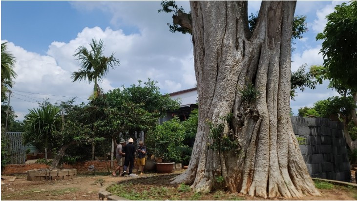 Hàng ngày, nhiều người đến thăm vườn cây bonsai cổ thụ của anh Thọ. Ảnh: Người đưa tin