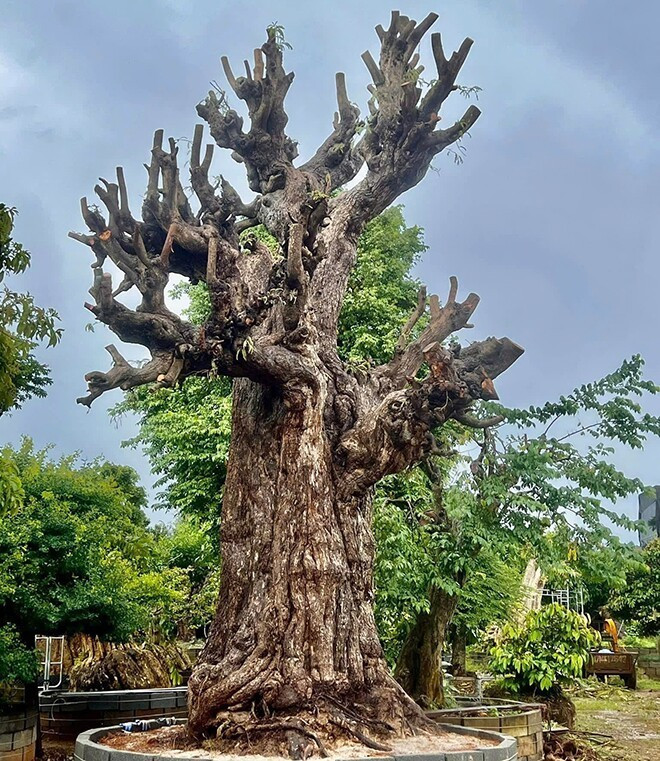 Gốc me ở Campuchia nhiều tay cành tự nhiên, dáng cổ đẹp mắt, được định giá khoảng 1,5 tỷ đồng. Ảnh: Tapchihuongsac