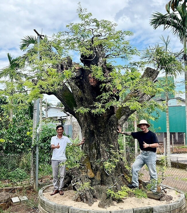Gốc me nguồn gốc từ Lào được anh mua với tổng chi phí 320 triệu. Sau 2 năm tạo tác, anh Thọ định giá cây tới 1,5 tỷ đồng. Ảnh: Tapchihuongsac