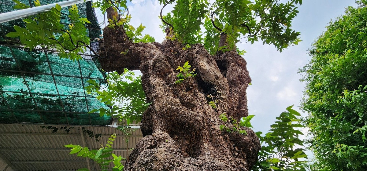 Thân cây khế toàn nu dáng trực tự nhiên, nhiều vị trí đột biến hốc hố sần sùi, phải vài nghìn cây mới có được 1 cây nu đột biến. Ảnh: Dân Việt