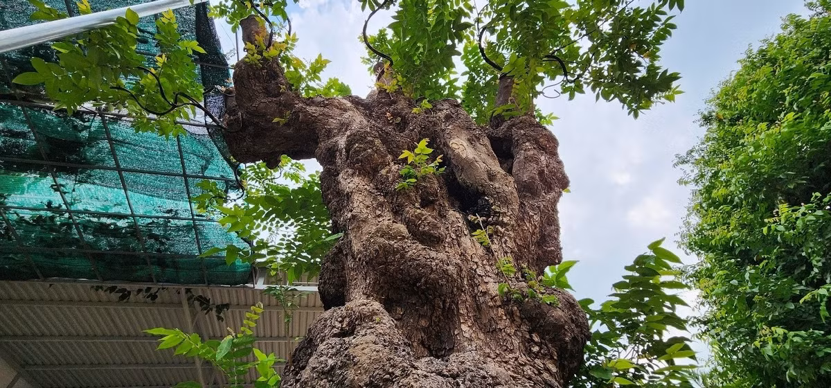 Thân cây khế toàn nu dáng trực tự nhiên, nhiều vị trí đột biến hốc hố sần sùi, phải vài nghìn cây mới có được 1 cây nu đột biến. Ảnh: Dân Việt