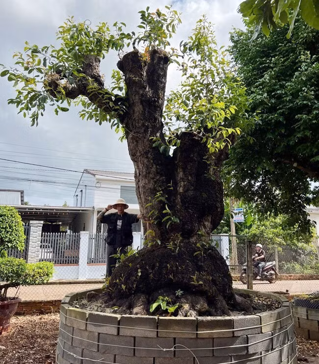 Trâm bonsai trong vườn. Ảnh: Người đưa tin