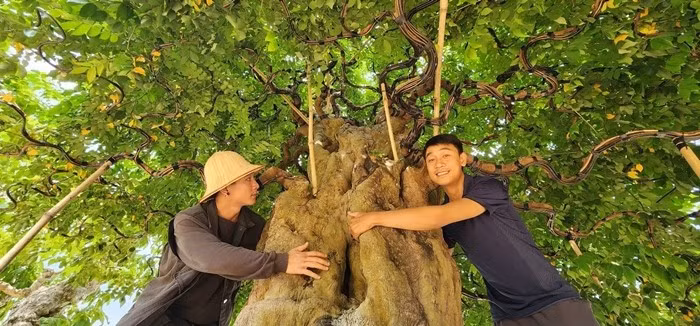 Những tác phẩm bonsai của anh Thọ có tuổi đời lên đến hàng trăm năm, mang vẻ đẹp hoang dã, độc đáo. Ảnh: Dân Việt