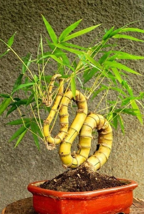 Không những vậy, loài cây giàn dị được ưa chuộng còn bởi ý nghĩa phong thuỷ. Tre tượng trưng cho sự ngay thẳng, thanh lịch và thuần khiết. Ảnh: Facebook