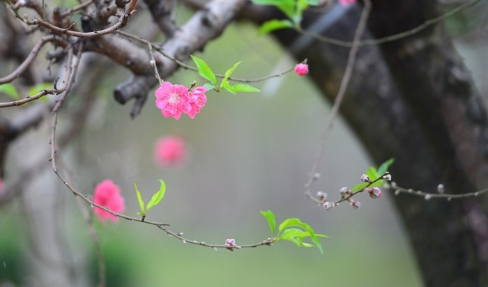 Hoa đào rừng cũng khác biệt với cánh dày, màu hồng phai. Ảnh: Daibieunhandan