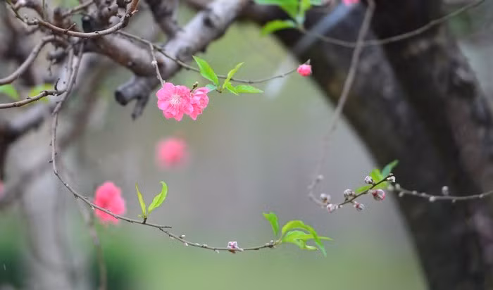 Hoa đào rừng cũng khác biệt với cánh dày, màu hồng phai. Ảnh: Daibieunhandan