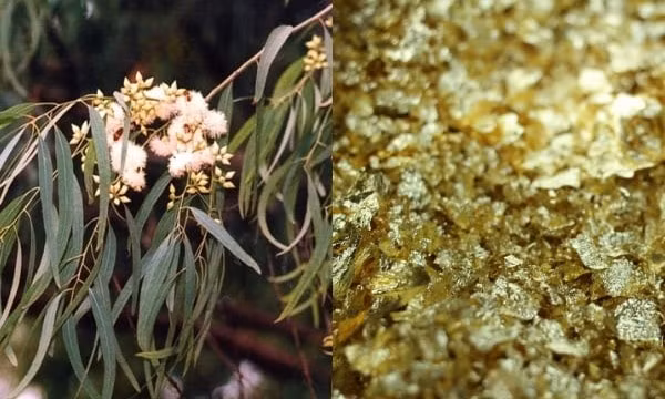 Kết quả không ngoài mong đợi khi bên trong lá cây có chứa tinh thể vàng với kích cỡ khoảng 8 micromet. Ảnh: Internet