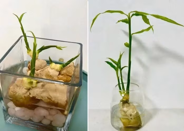 Chỉ cần thả một nhánh gừng đã mọc mầm vào lọ thủy tinh chứa nước, những chiếc lá xanh mướt dần dần nhú lên, thành một tác phẩm nghệ thuật sống động. Ảnh: Hoàng Linh Biotech