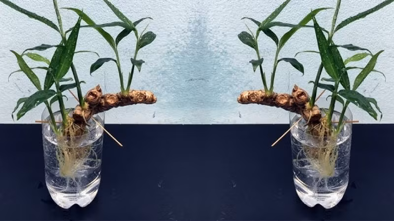 Ít ai ngờ, củ gừng đã hỏng cũng có thể trở thành chậu cây xanh tươi. Ảnh: Facebook