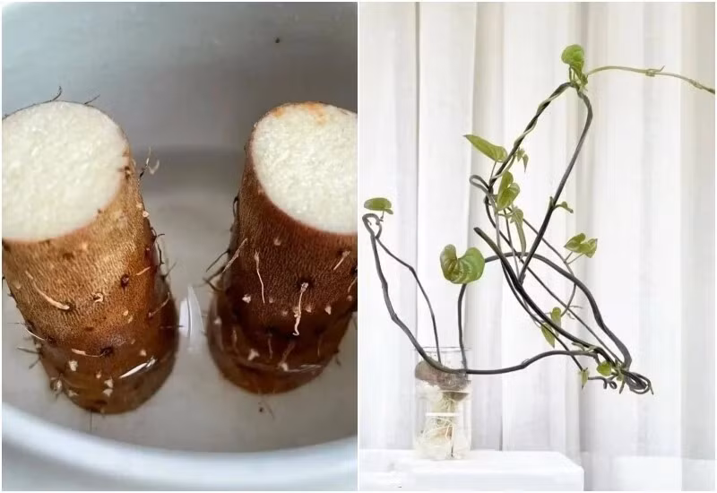 Củ mài mọc mầm cũng là lựa chọn tuyệt vời cho phương pháp thủy canh, tạo thành chậu cây cảnh xinh xắn. Ảnh: Internet