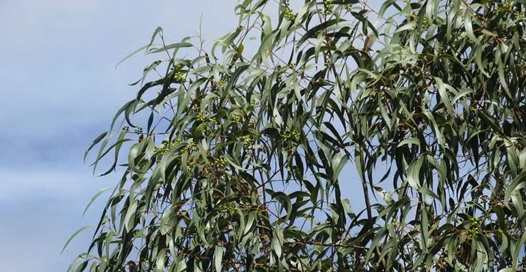 Tuy nhiên, hàm lượng vàng trong lá bạch đàn rất nhỏ. Các nhà khoa học ước tính, lượng vàng trong lá chỉ khoảng 46 phần tỷ (0,000005%) trọng lượng của lá là vàng. Ảnh: Internet