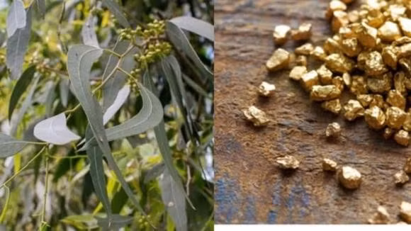 Các nhà khoa học thí nghiệm trồng cây bạch đàn trong nhà kính và trong các chậu cát có trộn vàng. Kết quả thật bất ngờ, lá cây trong thí nghiệm cũng chứa hạt vàng. Ảnh: Internet