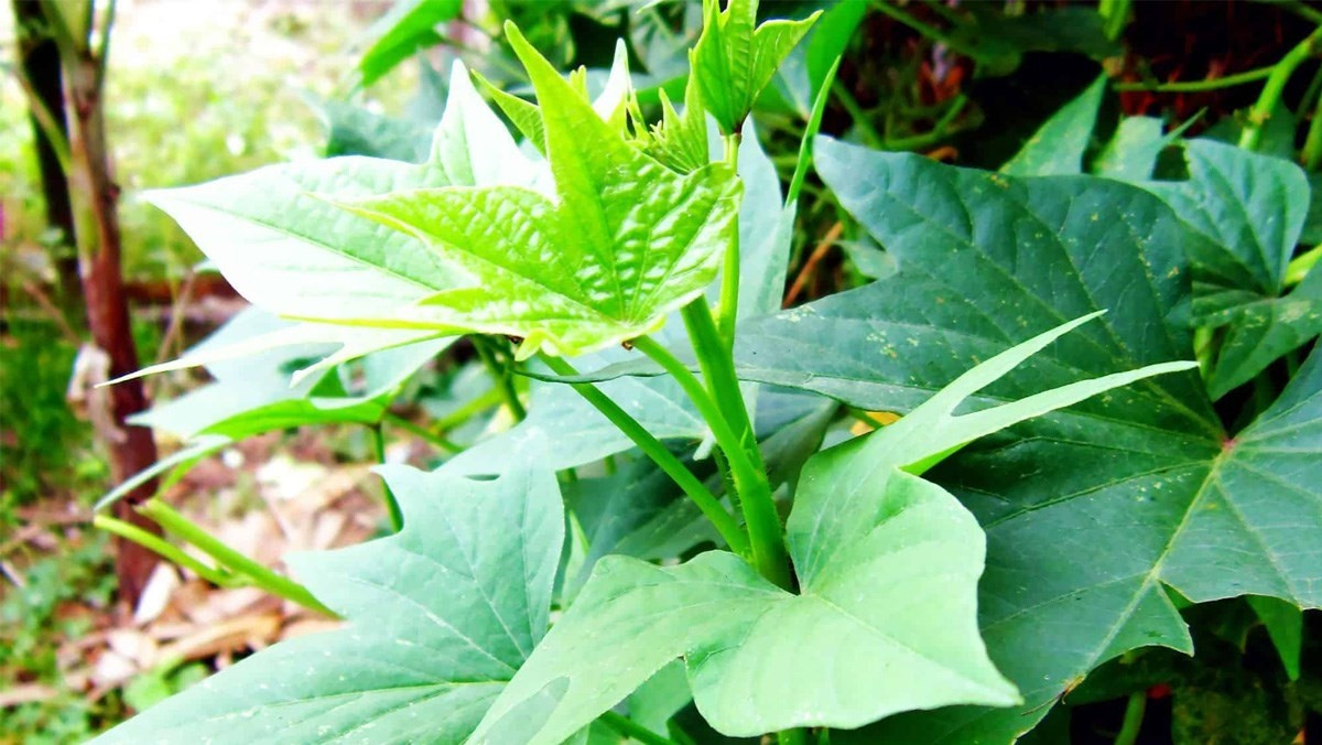 Đáng chú ý ở Mỹ, người tiêu dùng sẵn sàng chi đến 1 triệu đồng/kg rau lang. Ảnh: Internet