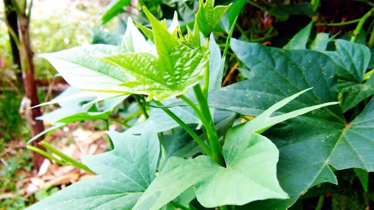 Đáng chú ý ở Mỹ, người tiêu dùng sẵn sàng chi đến 1 triệu đồng/kg rau lang. Ảnh: Internet