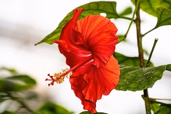 Nhưng theo quan niệm dân gian, dâm bụt không được khuyến khích trồng sát nhà hoặc đưa vào trong nhà. Nhiều người tin rằng cây dâm bụt mang ý nghĩa không tốt về mặt gia đạo, dễ ảnh hưởng tới chuyện tình cảm, các mối quan hệ trong gia đình. Ảnh: Internet