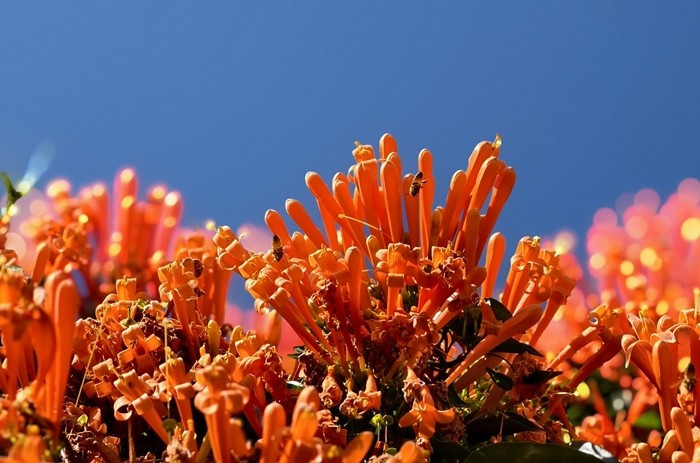 Sau khi tàn, cây phát triển cành lá để chuẩn bị mùa hoa sau. Ảnh: Người lao động