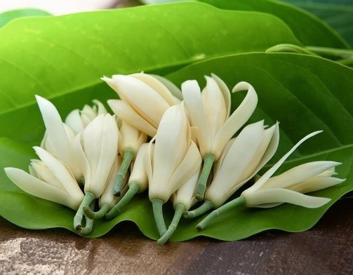 Theo phong thủy, hương quá mạnh còn khiến năng lượng trong nhà mất cân bằng, dễ phát sinh mệt mỏi, căng thẳng tinh thần, từ đó ảnh hưởng đến tài vận lâu dài. Ảnh: Internet