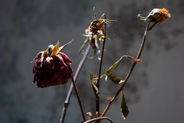 Trong phong thủy, điều này được cho là ảnh hưởng tiêu cực đến vận may, khiến gia chủ gặp khó khăn trong tài chính và sự nghiệp. Ảnh: Internet ﻿Thông tin trong bài chỉ mang tính chất tham khảo!