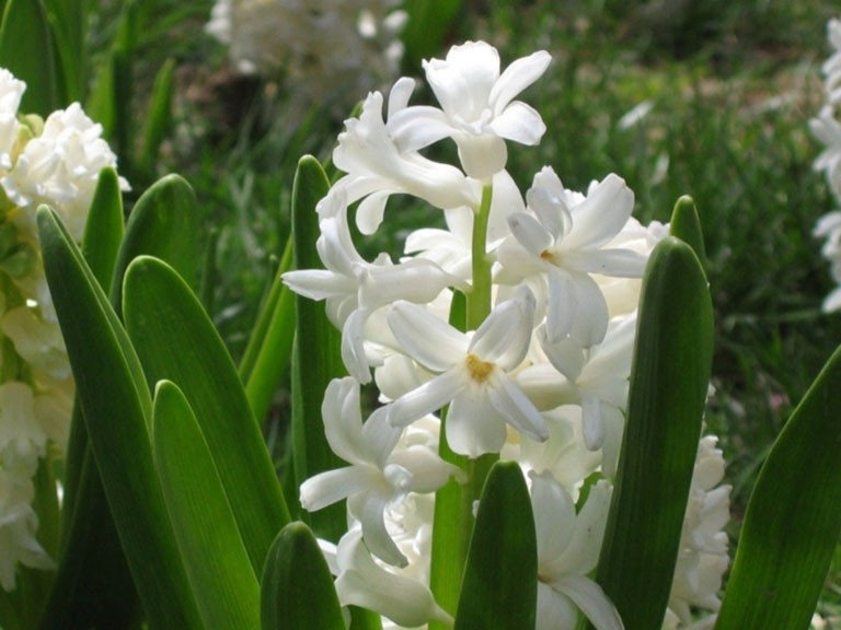 Những loại hoa như dạ lan hương, hoa huệ, ngọc lan... thường có hương thơm đậm, đặc biệt tỏa mùi mạnh vào buổi tối. Ảnh: FLoLi