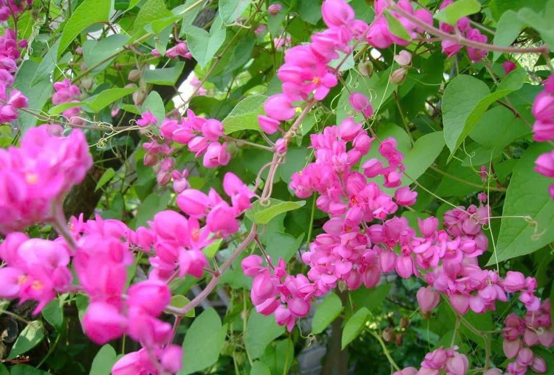 Theo quan niệm dân gian, ban công bừa bộn, nhiều côn trùng cũng đồng nghĩa với việc “khí xấu” tích tụ, khiến tiền bạc khó giữ, công việc dễ trục trặc. Ảnh: Internet