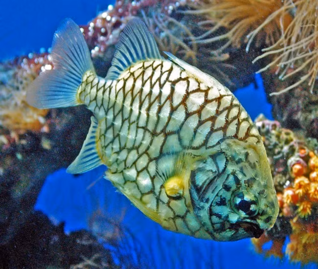 Loài cá này thường chỉ dài 10–15 cm, thân dẹp, được bao phủ bởi vảy lớn. Ảnh: Internet