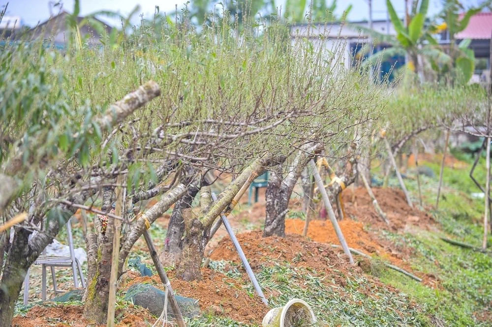 Thời điểm tuốt lá phải bám sát tình hình thời tiết. Nếu hoa nở sớm hoặc muộn hơn Tết, giá trị cây đào giảm đáng kể. Ảnh: Báo Thanh Hóa