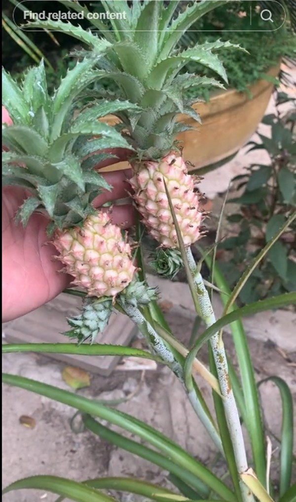 Nhiều bài đăng chia sẻ cách cắm, những bình dứa cảnh mini cắm kết hợp cùng hoa nhận về hàng nghìn lượt thích và bình luận. Ảnh: Tiktok