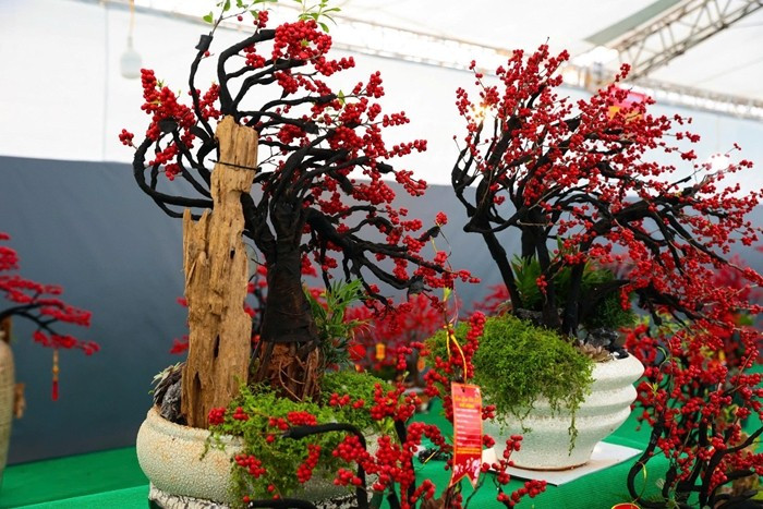 Những cây đào đông đỏ nhập khẩu nguyên cây cả thân lẫn quả, có nguồn gốc từ Hà Lan và Trung Quốc. Ảnh: Tiền phong