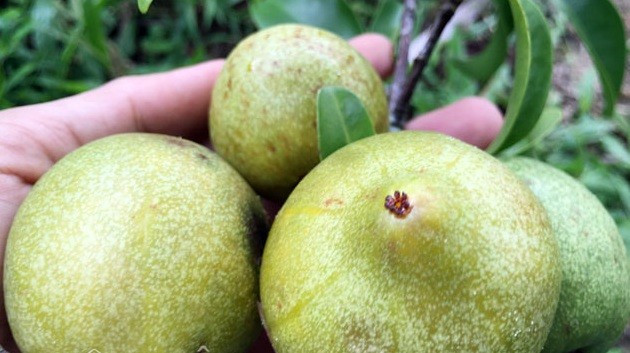 Trái bứa rừng kích cỡ nhỉnh hơn nửa nắm tay người lớn. Khi còn non trái màu xanh và lúc chín thì vàng hơi nhạt. Ảnh: Dân Việt