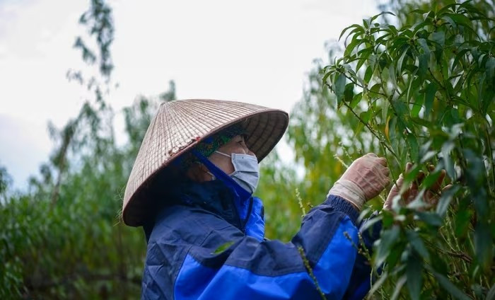 Để kịp thời gian, nhiều hộ trồng đào phải thuê người tuốt lá. Ảnh: Khánh Huy/Phapluatxahoi