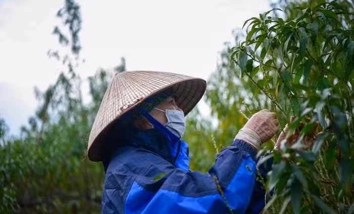 Để kịp thời gian, nhiều hộ trồng đào phải thuê người tuốt lá. Ảnh: Khánh Huy/Phapluatxahoi