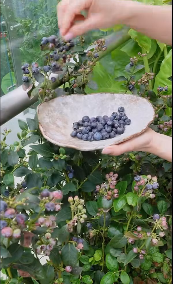 Bụi blueberry (việt quất) nhỏ cho nhiều trái. Ảnh chụp màn hình