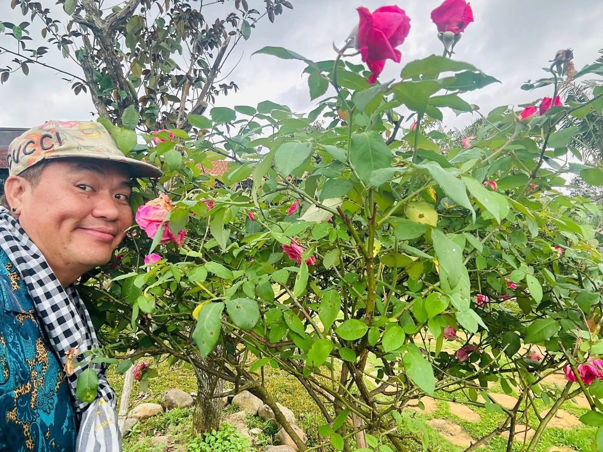 Hoa hồng nở rộ. Ảnh: FBNV