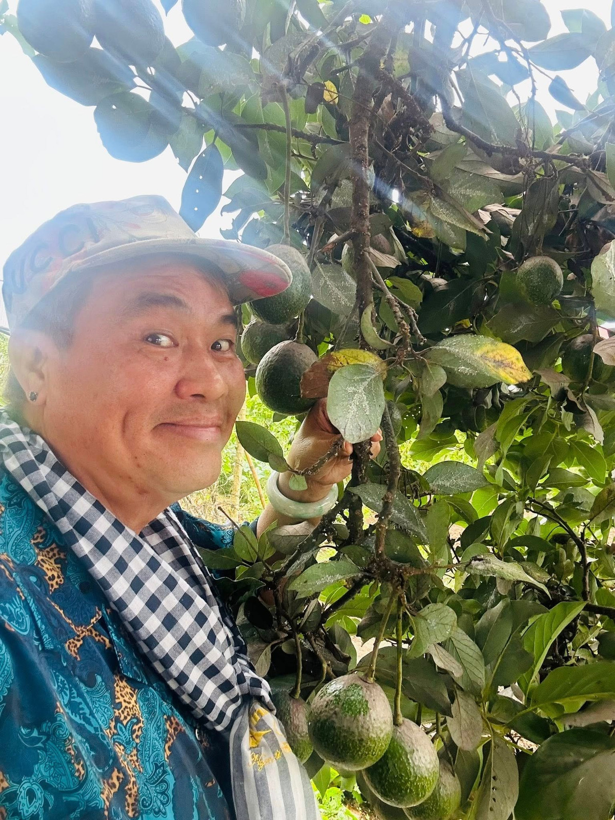 Cây bơ cho nhiều trái to. Ảnh: FBNV