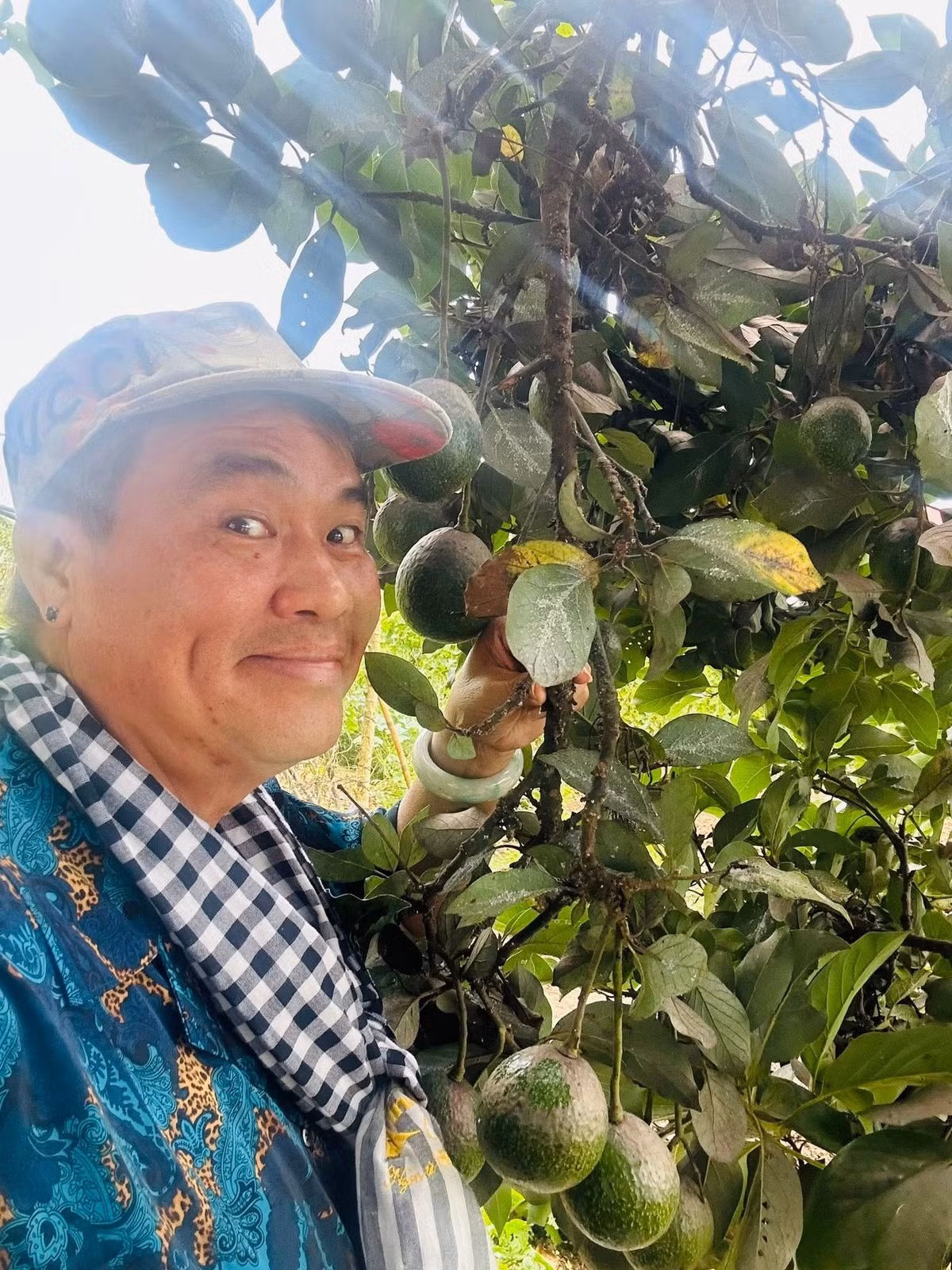 Cây bơ cho nhiều trái to. Ảnh: FBNV