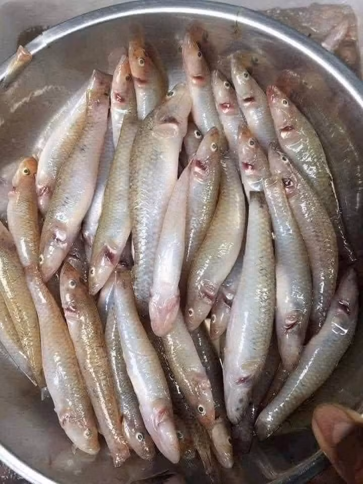 Cá bống là đặc sản quen thuộc ở sông Đà, kích thước bé nhưng thơm ngon. Ảnh: Facebook