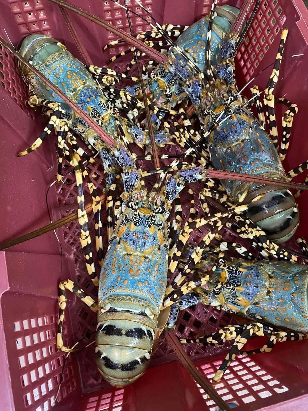 Nhưng hiện nay, giá phổ biến khoảng 2-2,8 triệu đồng/kg, tùy kích cỡ và thời điểm nhập hàng. Mức tăng khoảng 20 - 35% so với cùng kỳ năm trước. Ảnh: FB Hằng Bé