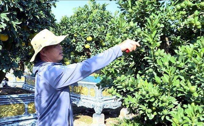 Xã Văn Giang (tỉnh Hưng Yên) - “thủ phủ” quất, bưởi cảnh của miền Bắc cũng dần sôi động chuẩn bị cho thị trường Tết Bính Ngọ. Ảnh: TTXVN