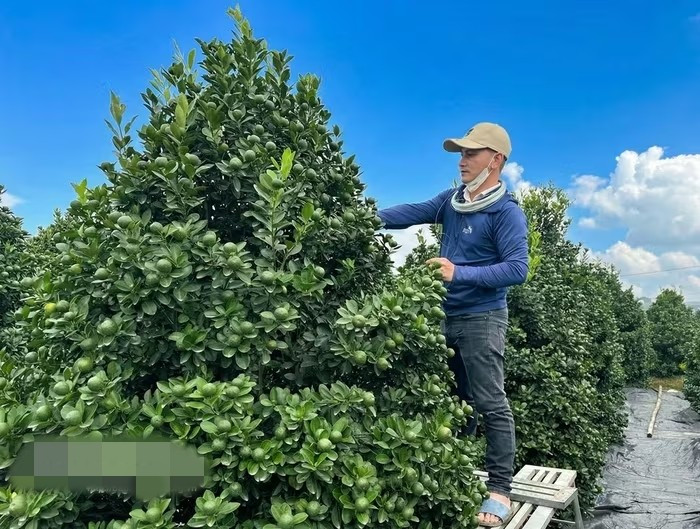 Những ngày này, tại nhiều nhà vườn ở Hà Nội, Hưng Yên, Ninh Bình - "thủ phủ” quất, bưởi cảnh tất bật chuẩn bị cho thị trường Tết Bính Ngọ 2026. Ảnh: Báo Ninh Bình