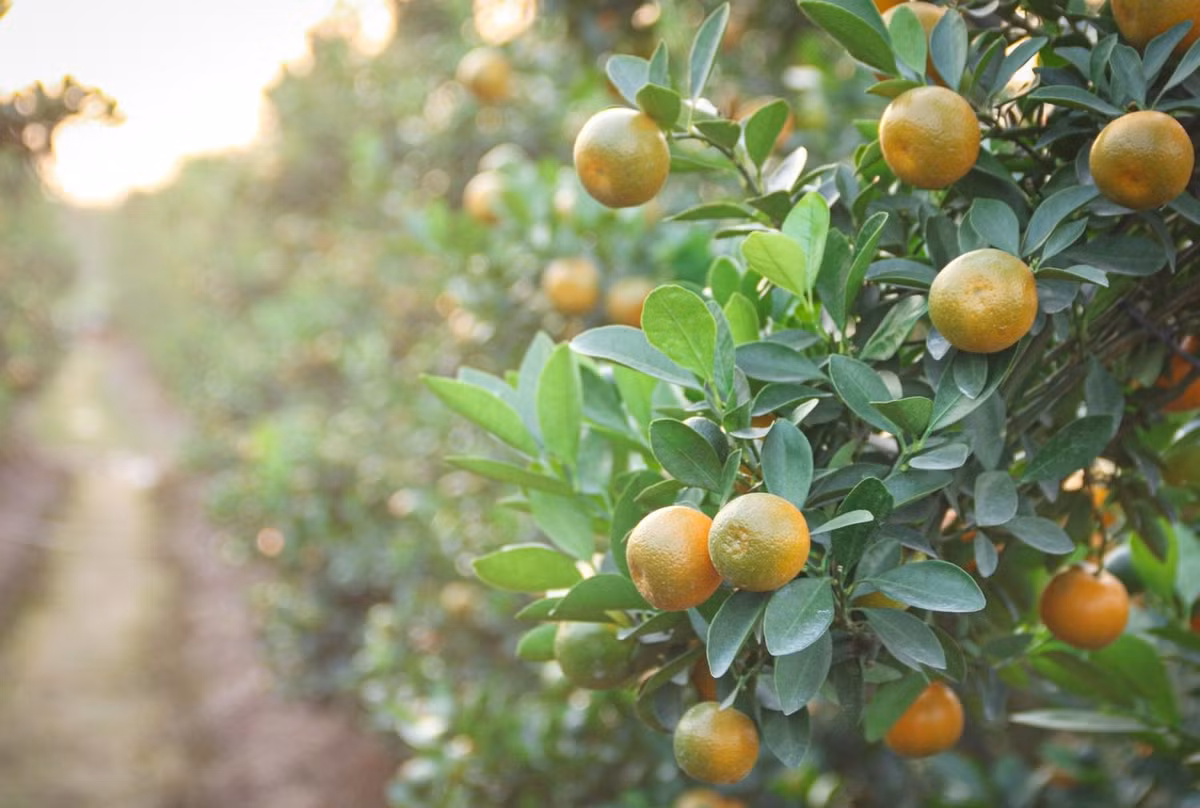 Để có cây quất đẹp phục vụ thị trường Tết, từ tháng 9, tháng 10, các nhà vườn vào giai đoạn “nước rút” gò thế, tạo dáng cho cây. Ảnh: Tiền phong